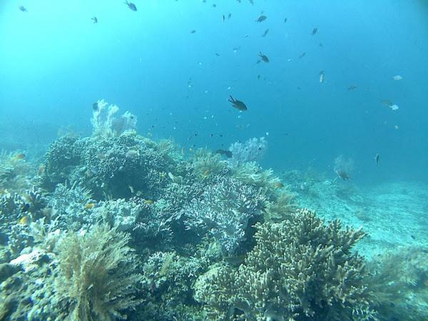 Putra'Lebah Amed Guest House エクステリア 写真